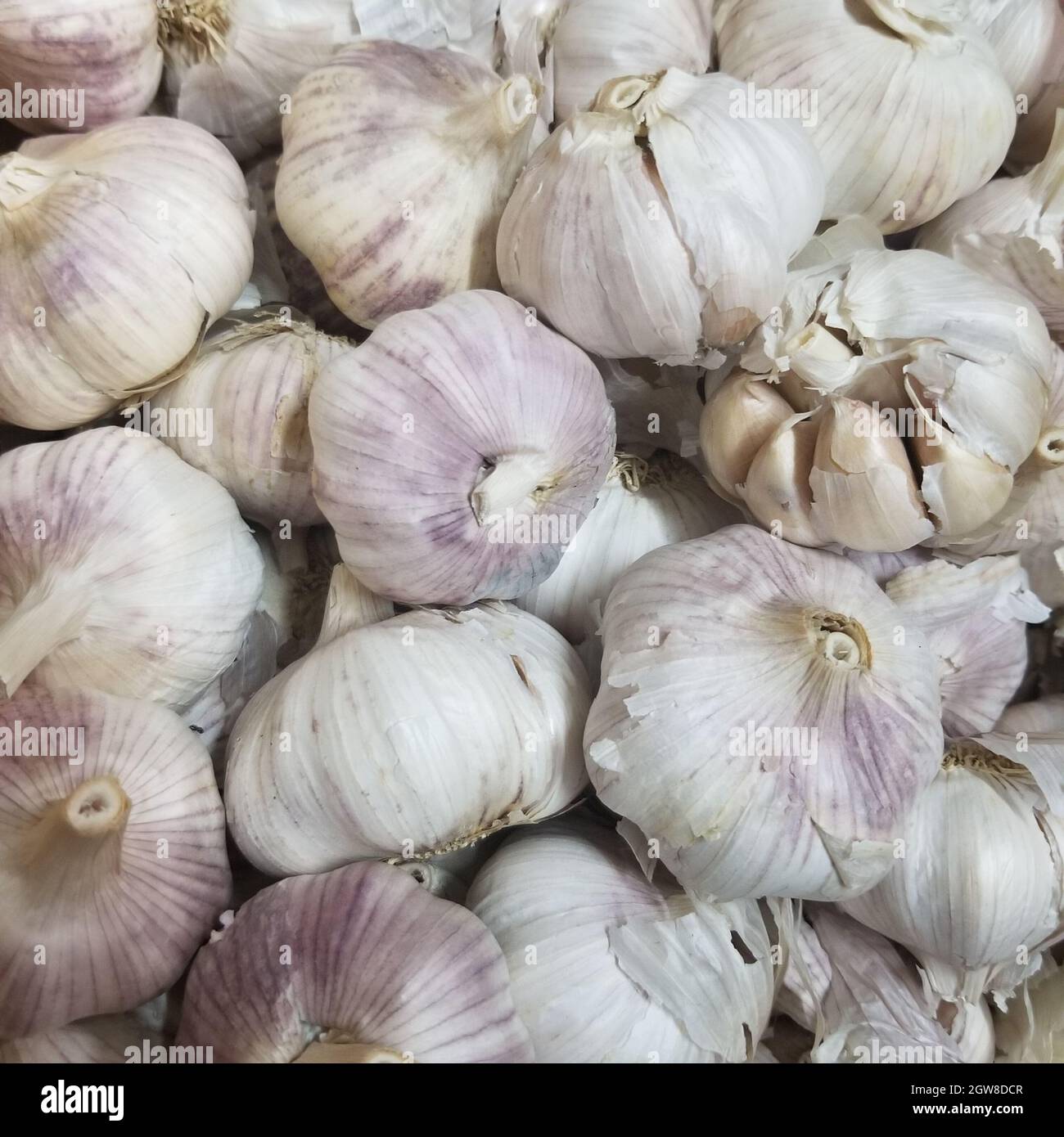 Beautiful And Big Garlic Cloves Stock Photo Alamy