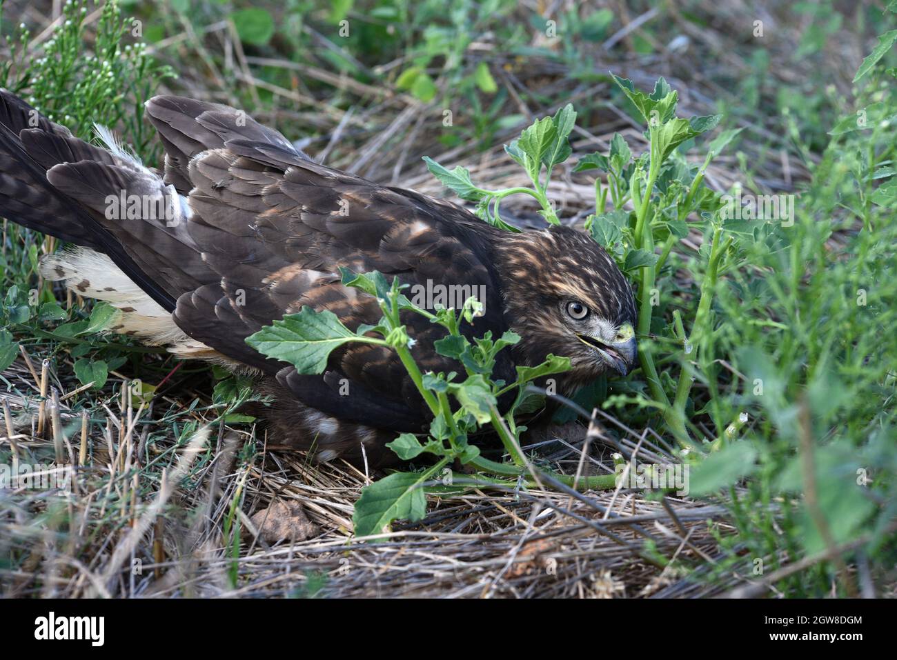 Soria, Spain. 20th Aug, 2021. A juvenile Common buzzard (buteo buteo) seen in Soria, north of Spain. Credit: SOPA Images Limited/Alamy Live News Stock Photo