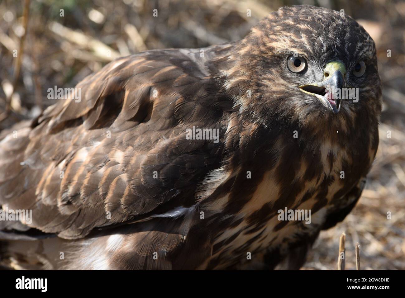 Soria, Spain. 20th Aug, 2021. A juvenile Common buzzard (buteo buteo) seen in Soria, north of Spain. Credit: SOPA Images Limited/Alamy Live News Stock Photo