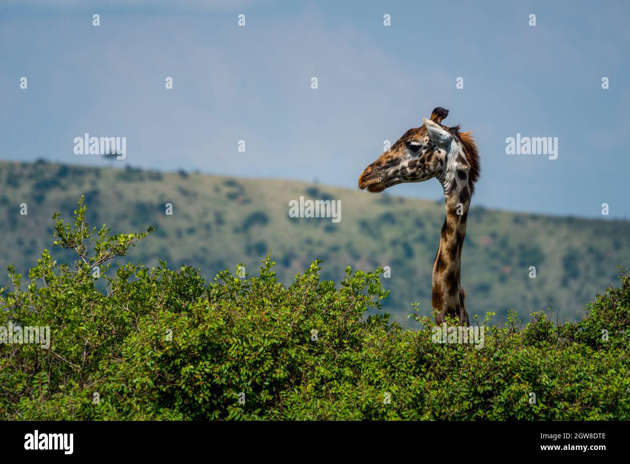 Masai Giraffe Pokes Head Above Leafy Bush Stock Photo