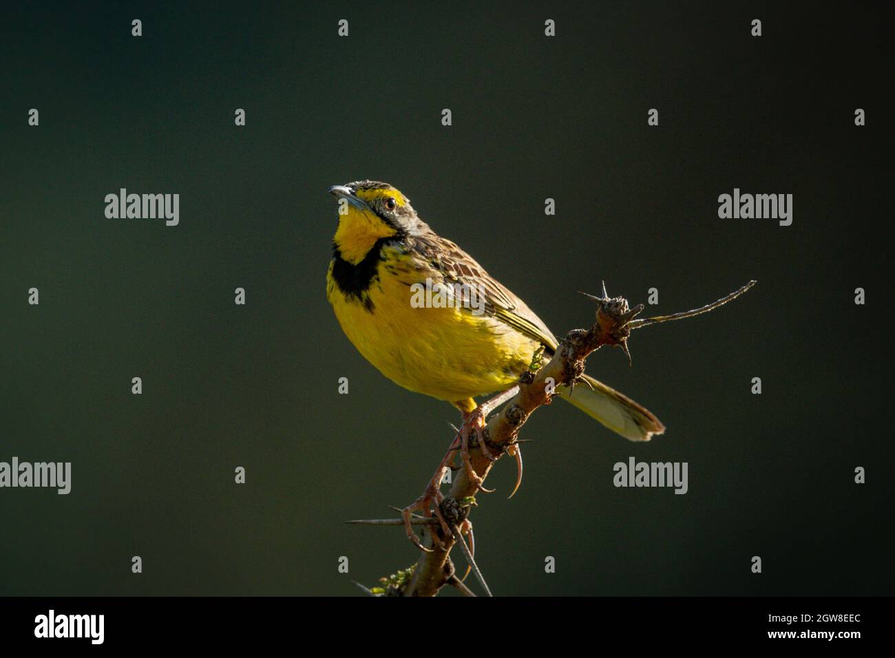 Yellow-throated Longclaw Eyes Camera From Thorny Branch Stock Photo