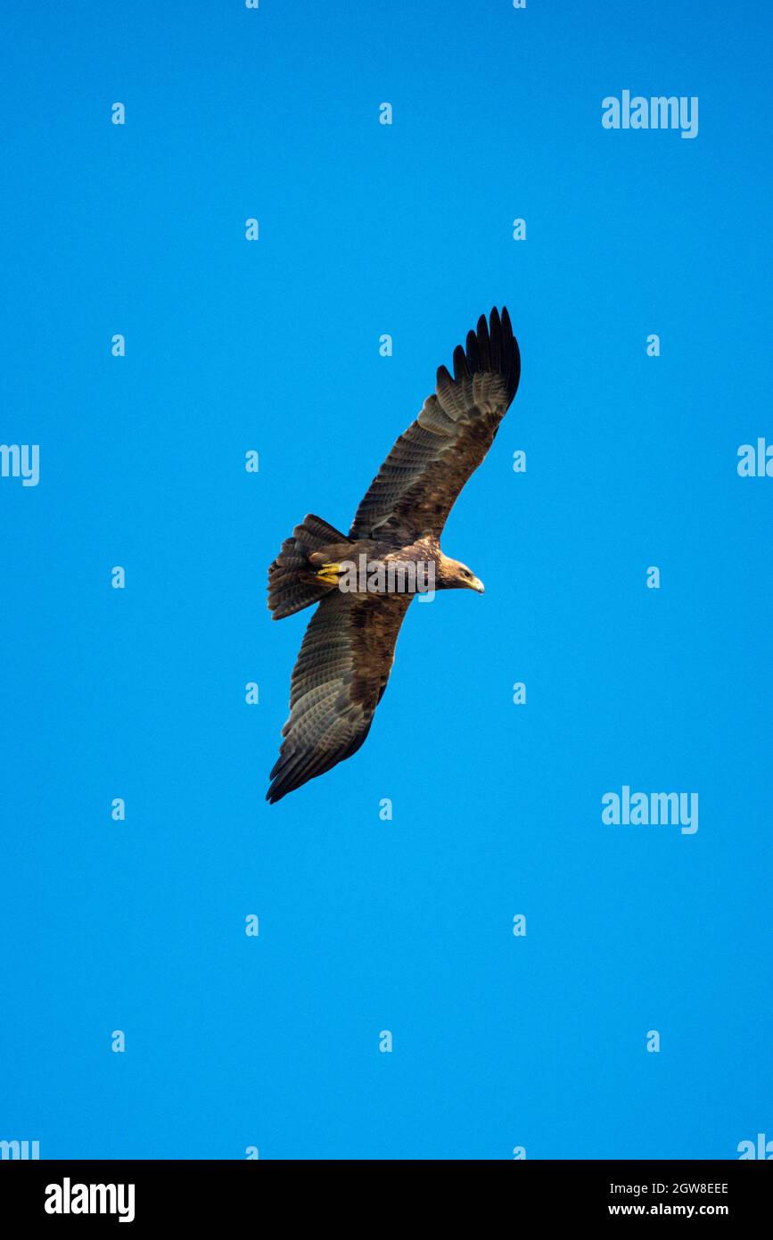 Tawny Eagle Soars In Perfect Blue Sky Stock Photo