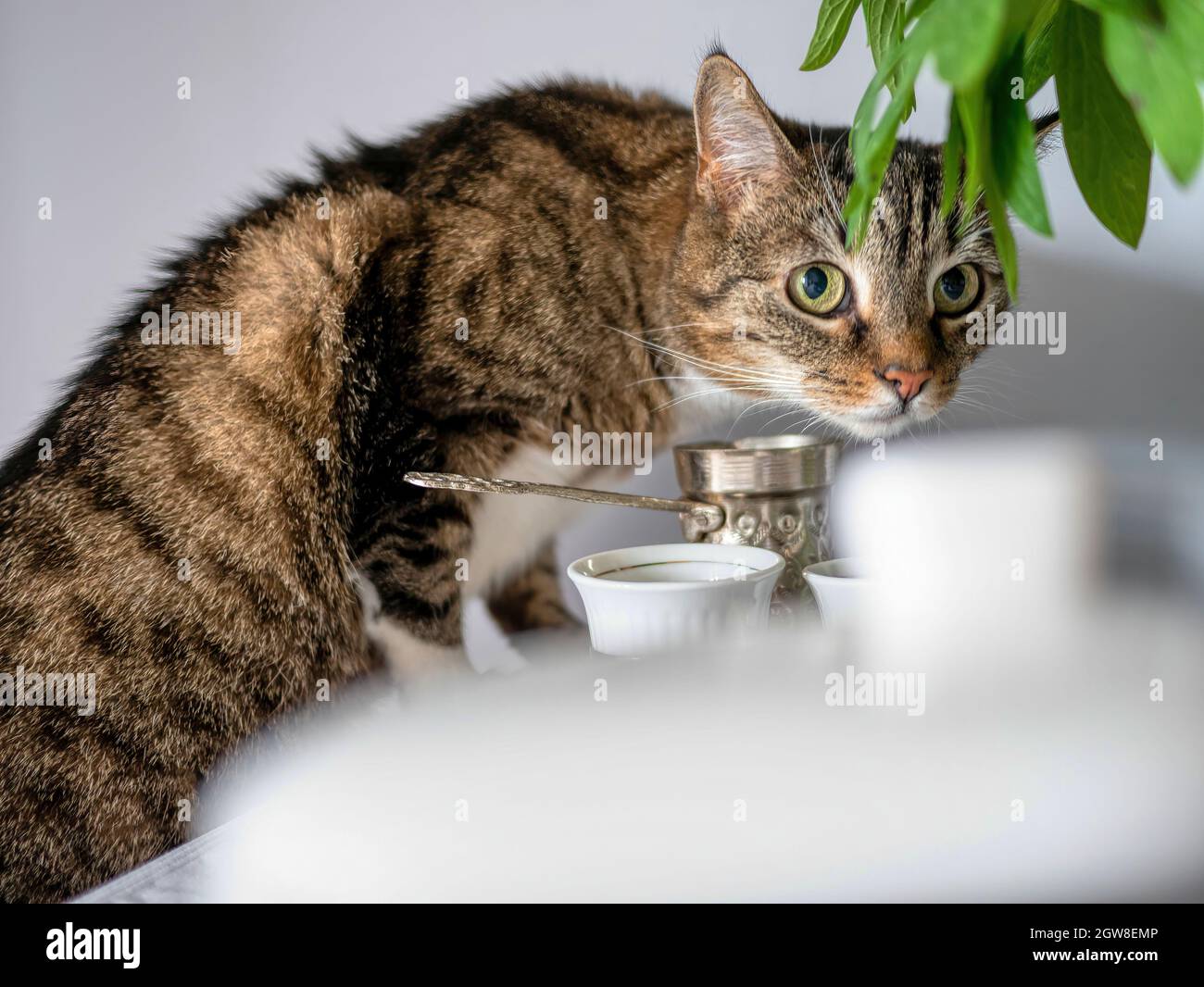 A Curious Cat Trying To Get On The Table Stock Photo - Alamy