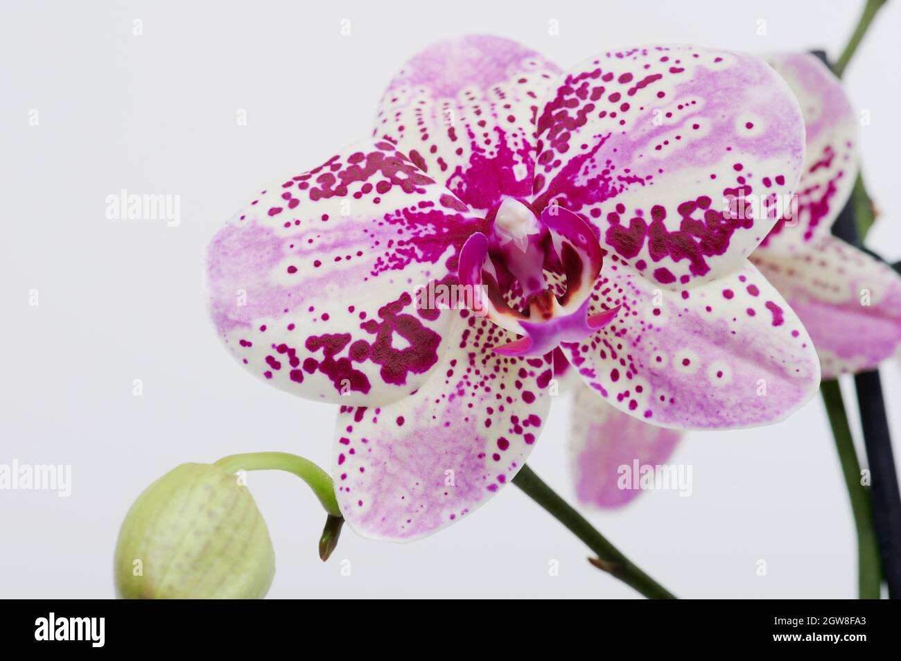 Orchid purple flower with green leaf isolated studio background Stock Photo