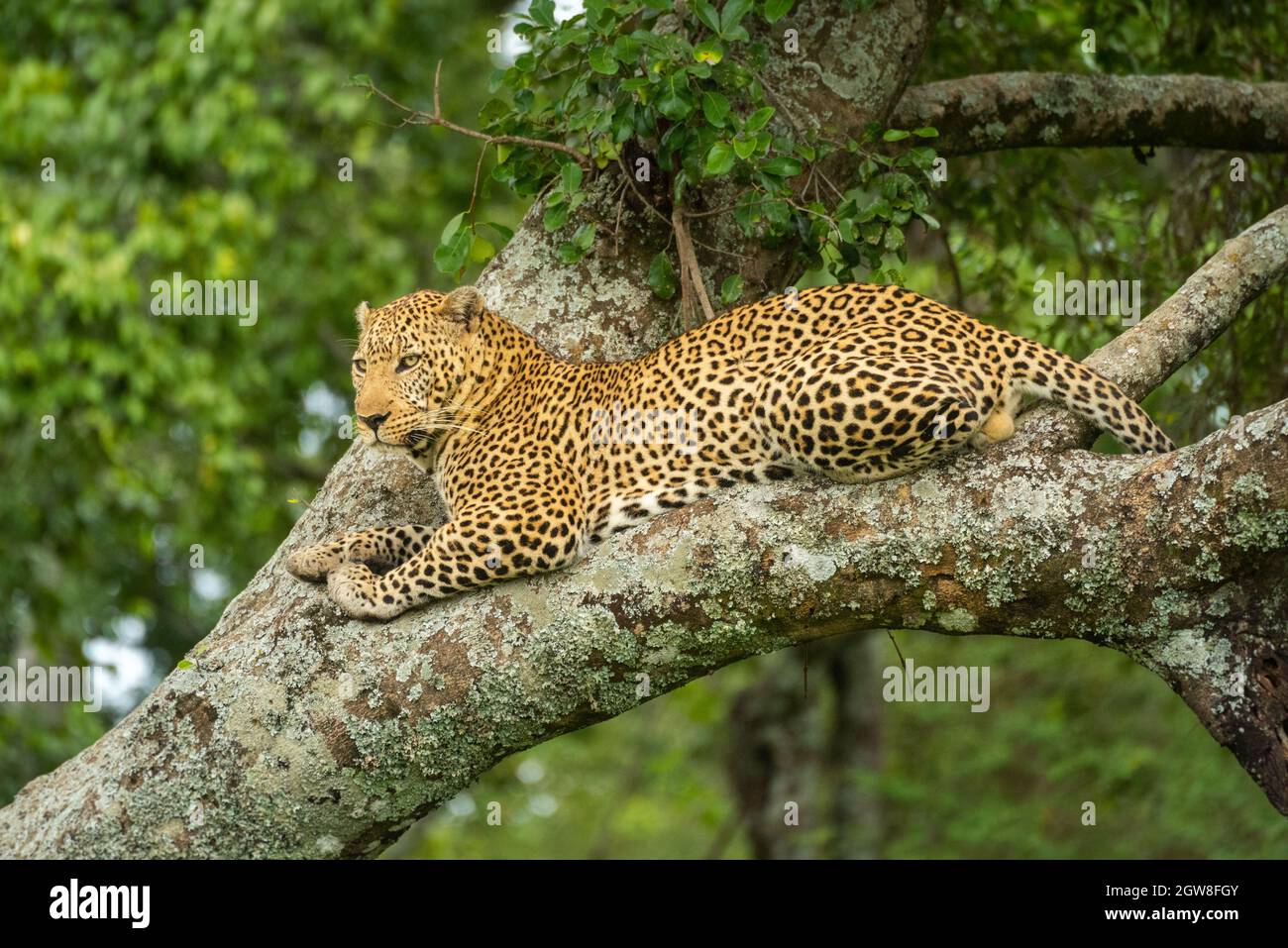 Leopard Rests On Lichen-covered Tree Looking Down Stock Photo