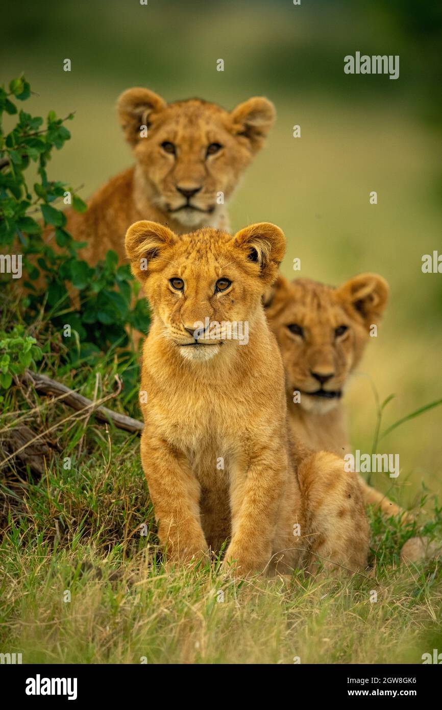 Lion Sits In Grass Beside Two Others Stock Photo