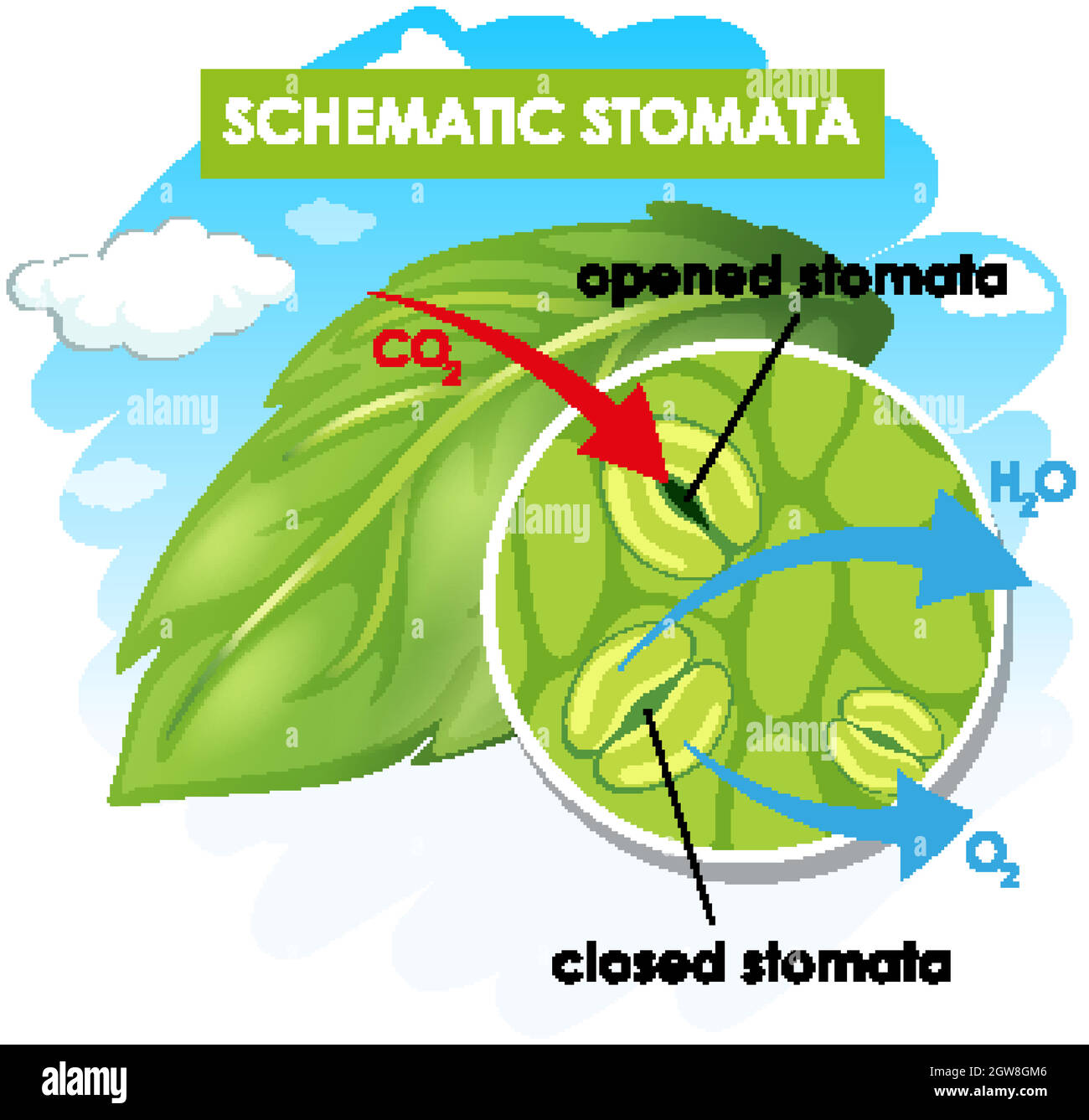 Diagram showing schematic stomata Stock Vector