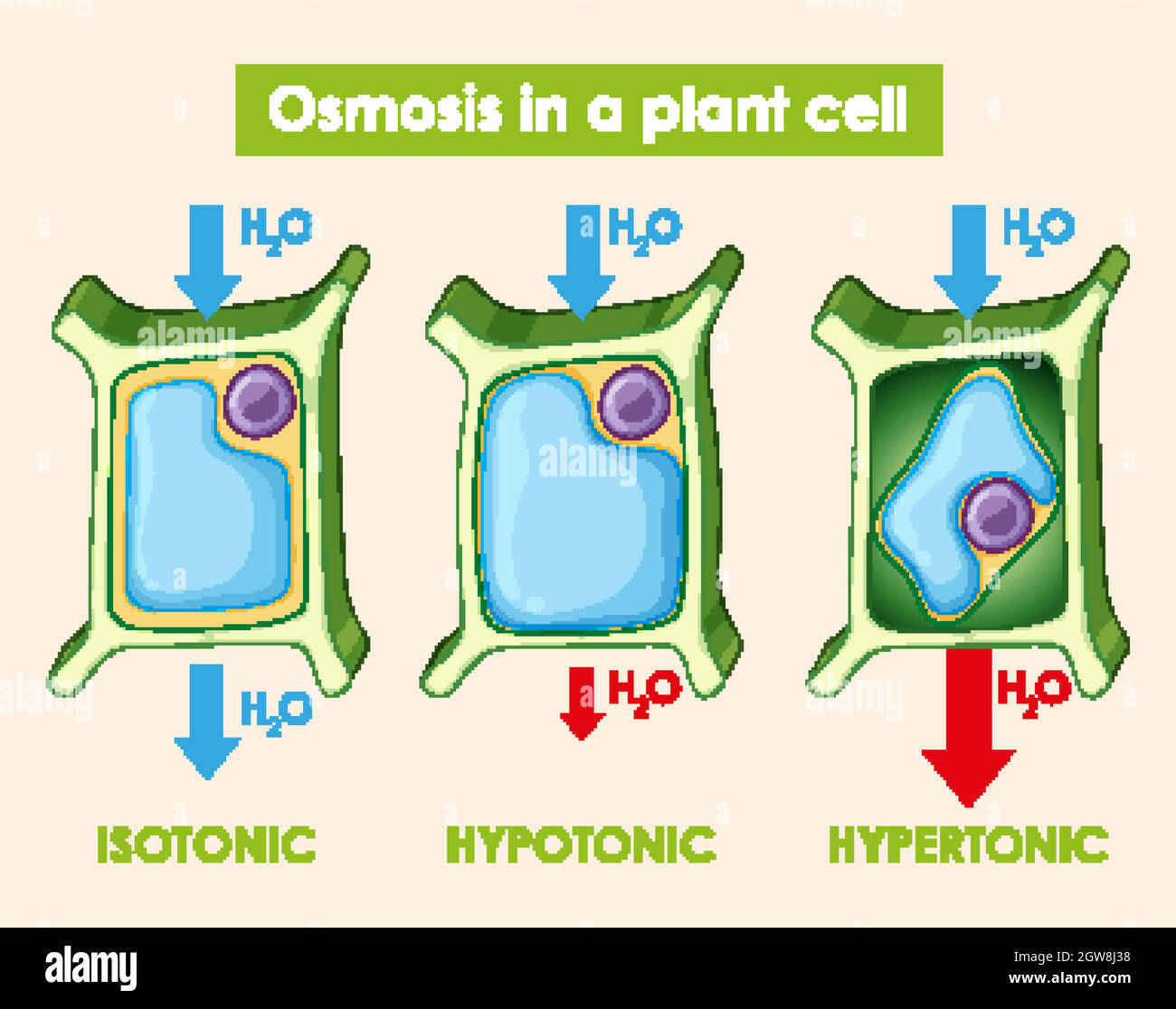 diagram-showing-osmosis-in-plant-cell-stock-vector-image-art-alamy