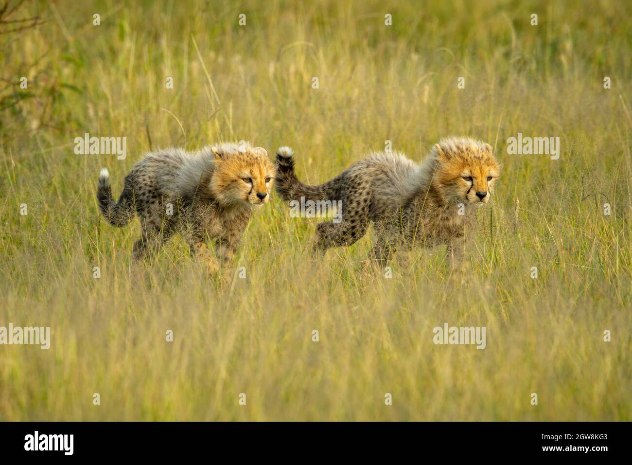 Two Cheetah Cubs Walk Through Grass Together Stock Photo