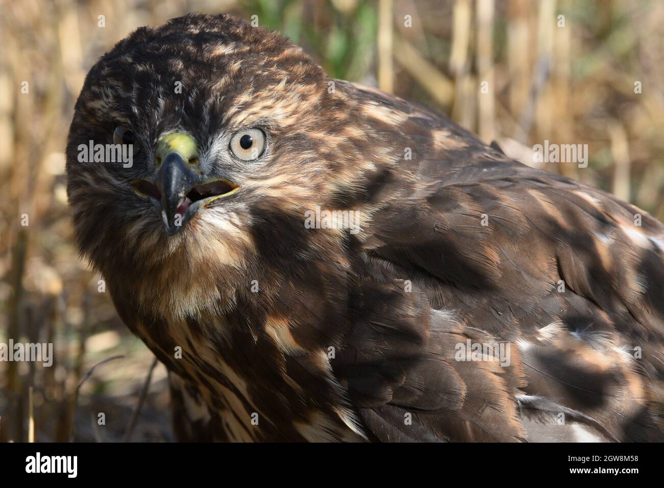 Soria, Spain. 20th Aug, 2021. A juvenile Common buzzard (buteo buteo) seen in Soria, north of Spain. (Photo by Jorge Sanz/SOPA Images/Sipa USA) Credit: Sipa USA/Alamy Live News Stock Photo