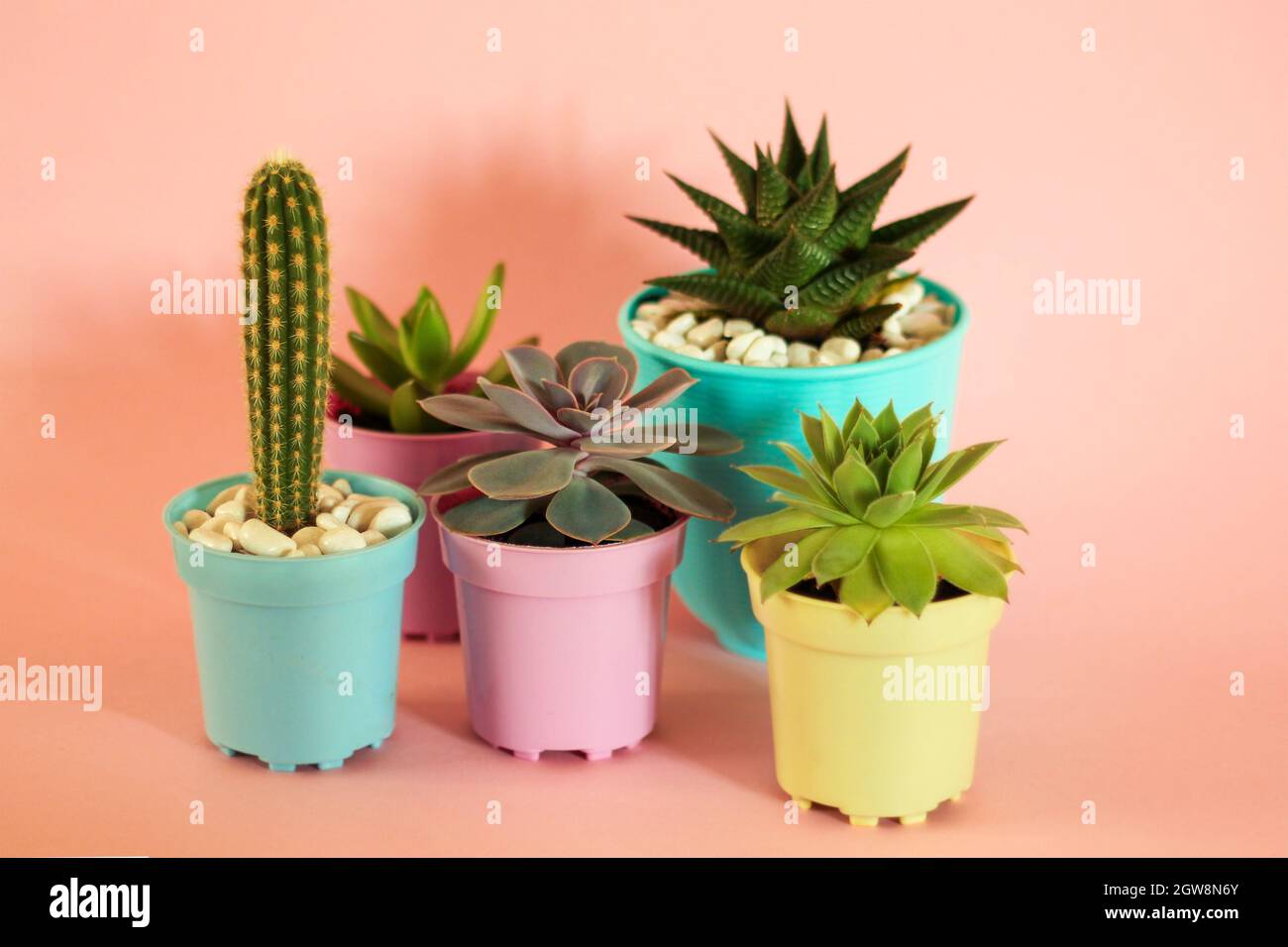 Cacti And Succulents On A Pink Background. Home Flowers. Stock Photo