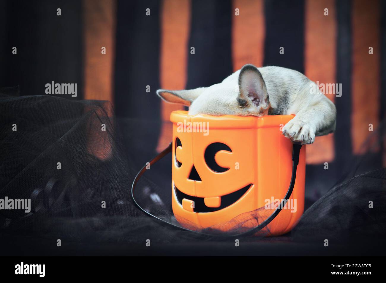 Funny French Bulldog dog puppy with head in spooky Halloween trick or treat basket in front of black and orange paper stream Stock Photo