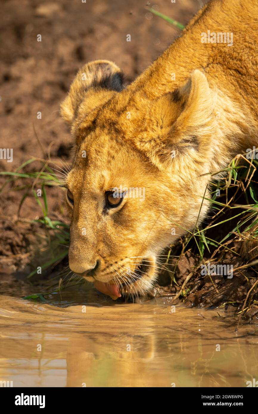 Close-up Of Lion Cub Bending To Drink Stock Photo