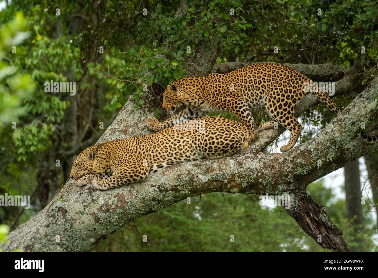 Leopard Climbs Past Another Lying On Branch Stock Photo