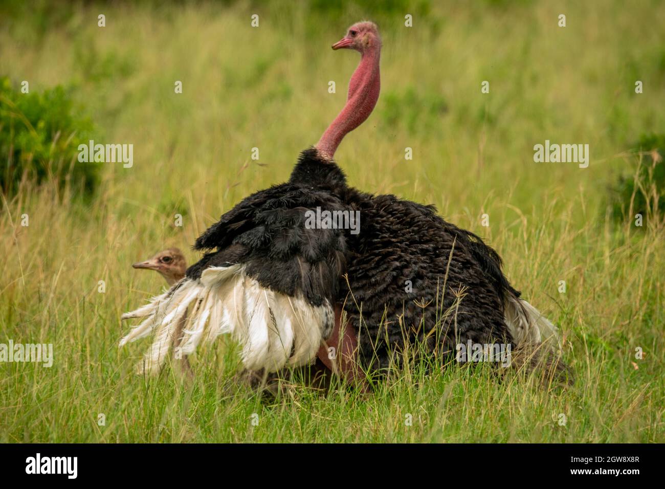 Two Common Ostriches Mate In Long Grass Stock Photo