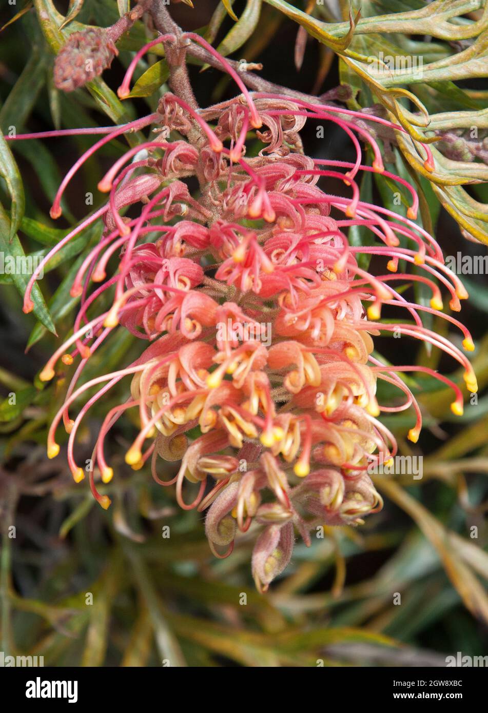 Australian native grevillea, probably the Peaches and Cream variety Stock Photo