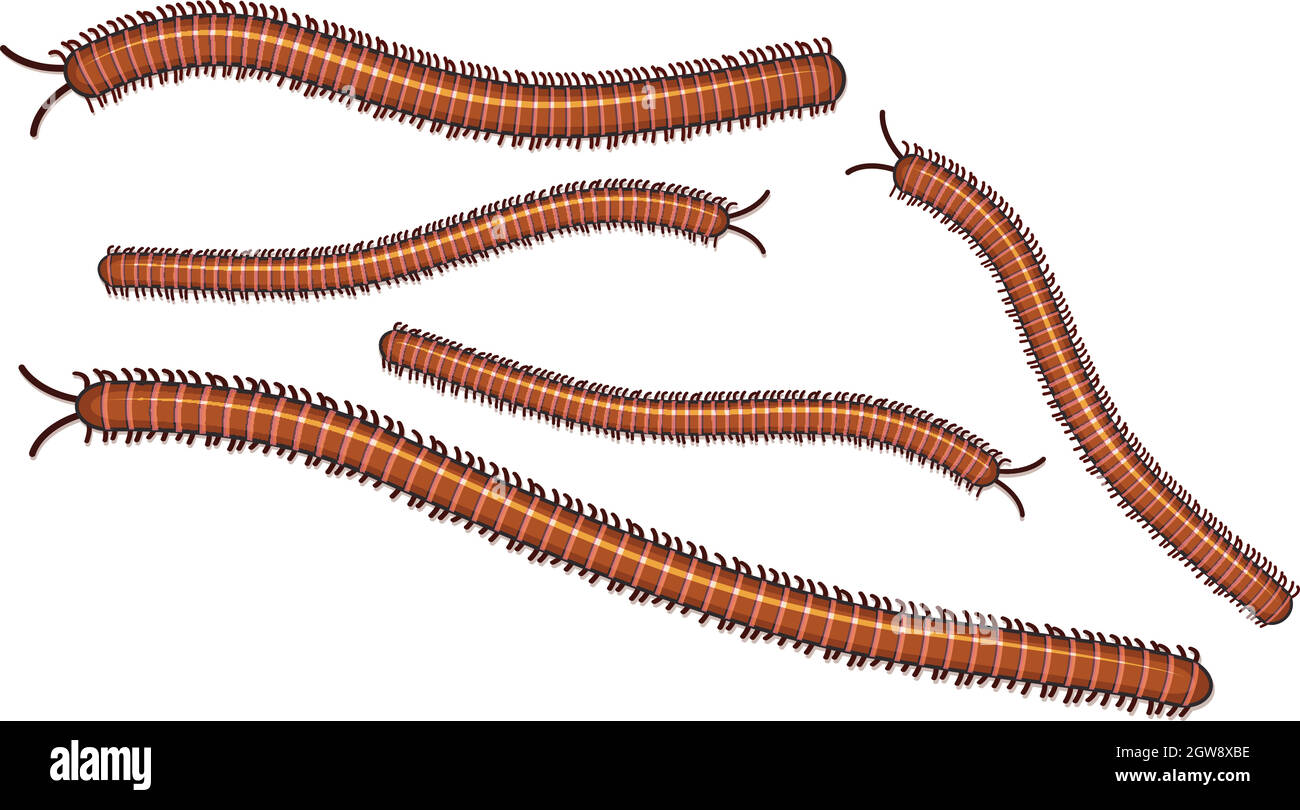 Centipede on White Background Stock Vector
