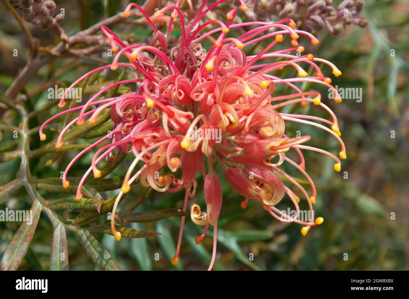 Australian native grevillea, probably the Peaches and Cream variety Stock Photo