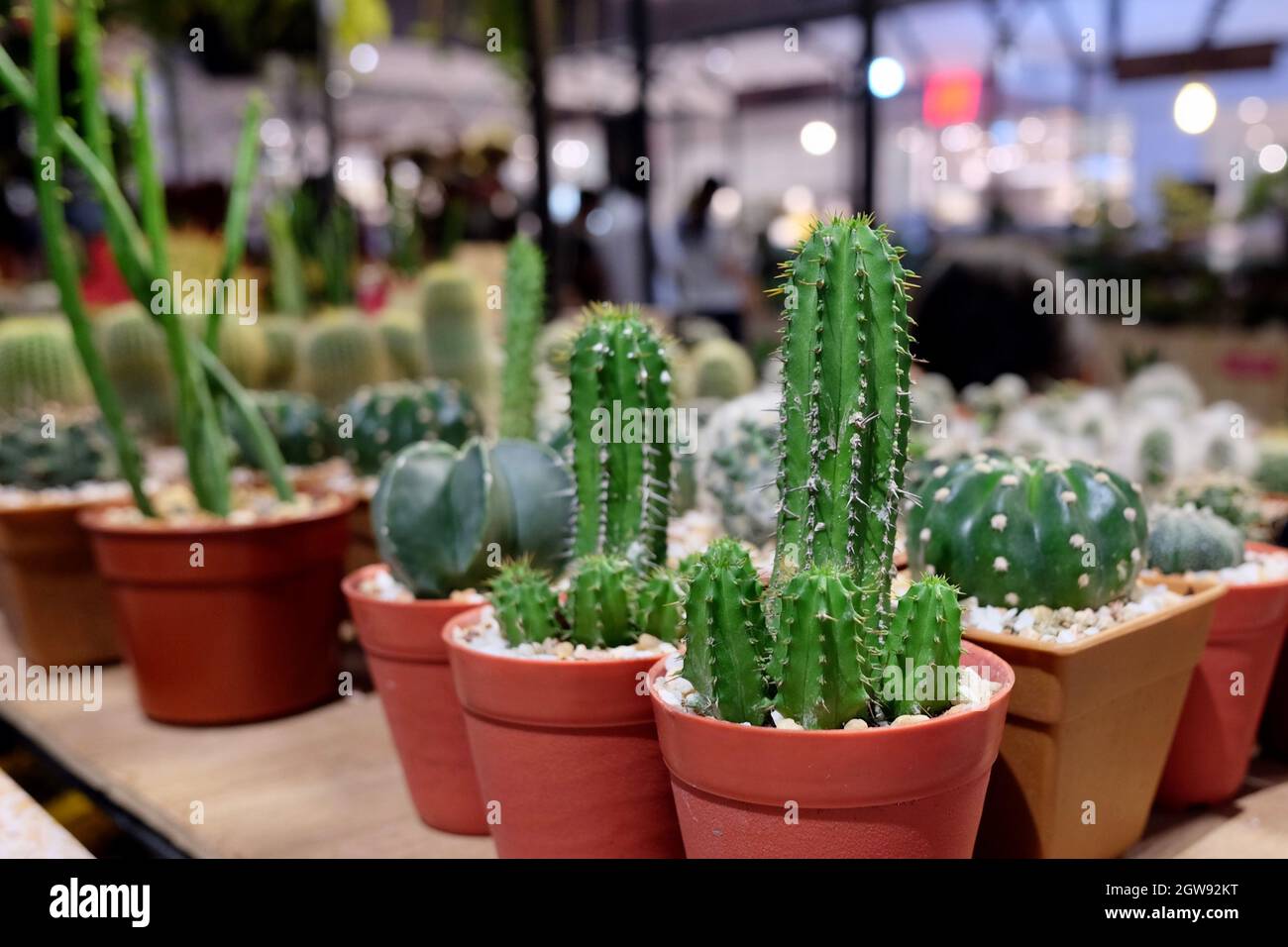 Potted Cactus Plants At Market Stall Stock Photo Alamy