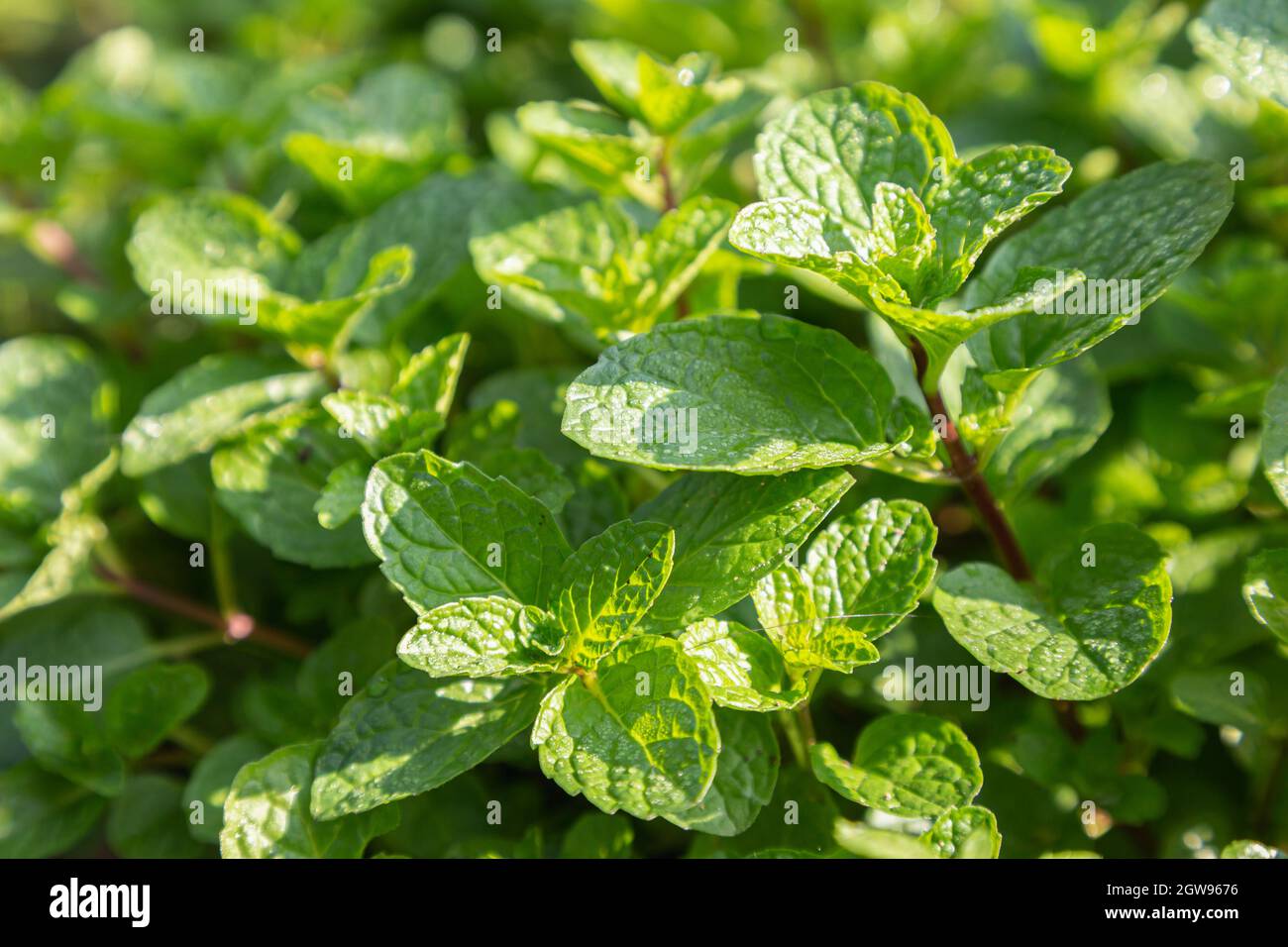 Mint leaves plant grow in organic vegetable garden Stock Photo Alamy