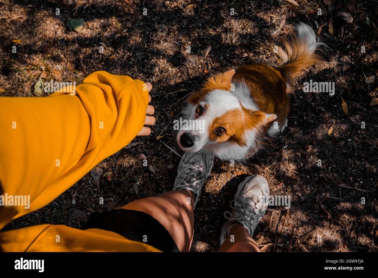 The dog looks up at the person who is about to pet it. Love to the animals. Stock Photo
