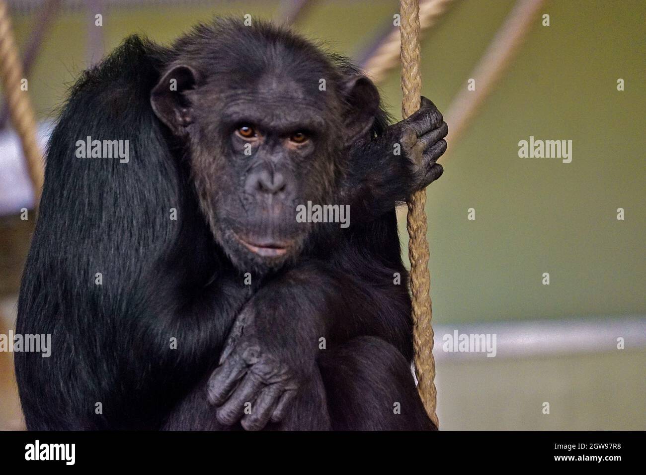 Portrait Of A Monkey, Shimpanzee Stock Photo