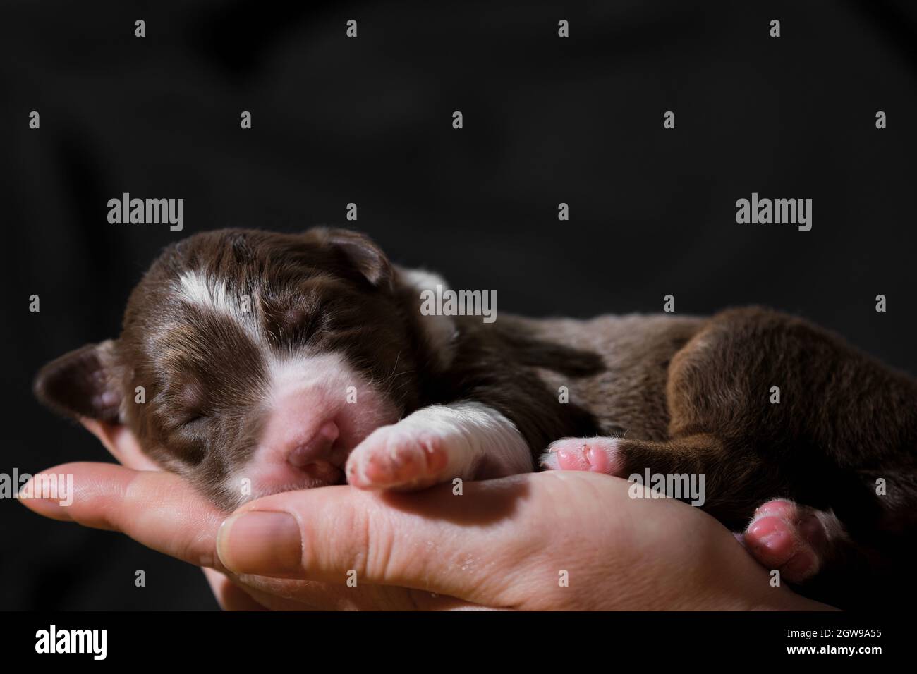 One thoroughbred newborn dog. Hold newborn puppy aussie red tricolor in