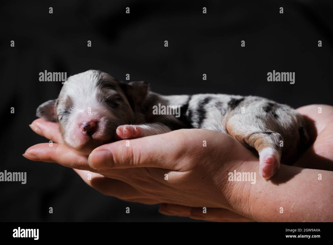 Minimal blue store merle australian shepherd