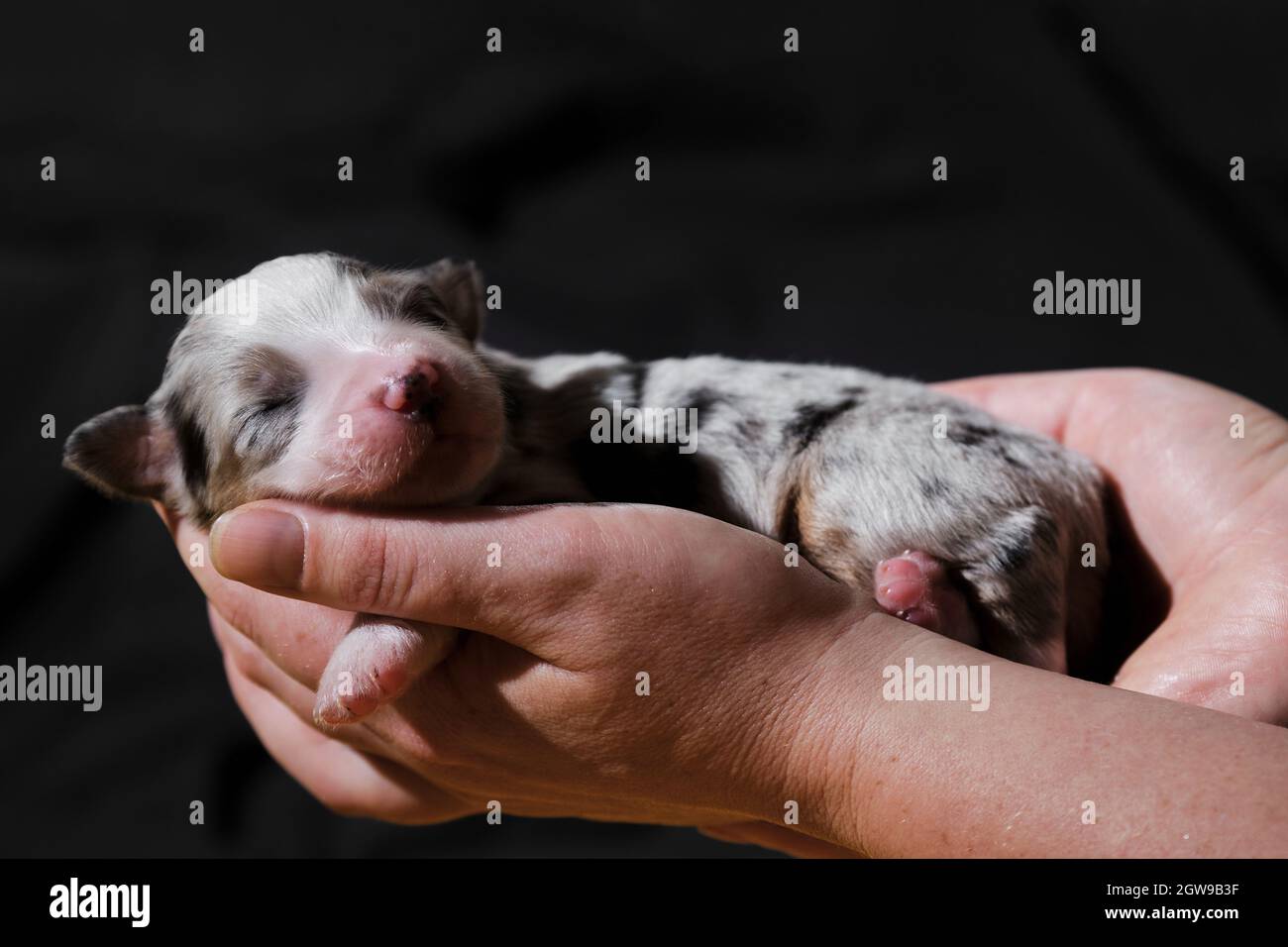 Hold newborn puppy aussie blue merle in hands. Australian Shepherd