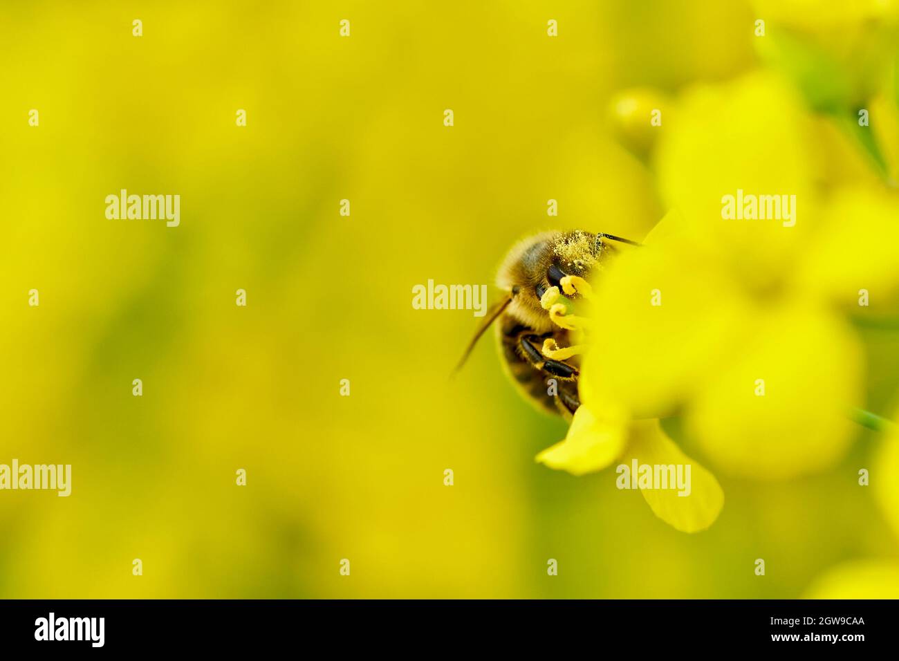 Brassica rapa bee hires stock photography and images Alamy