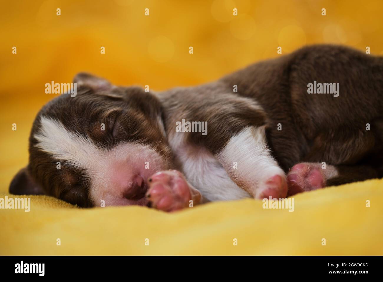 Muzzle for australian shepherd top