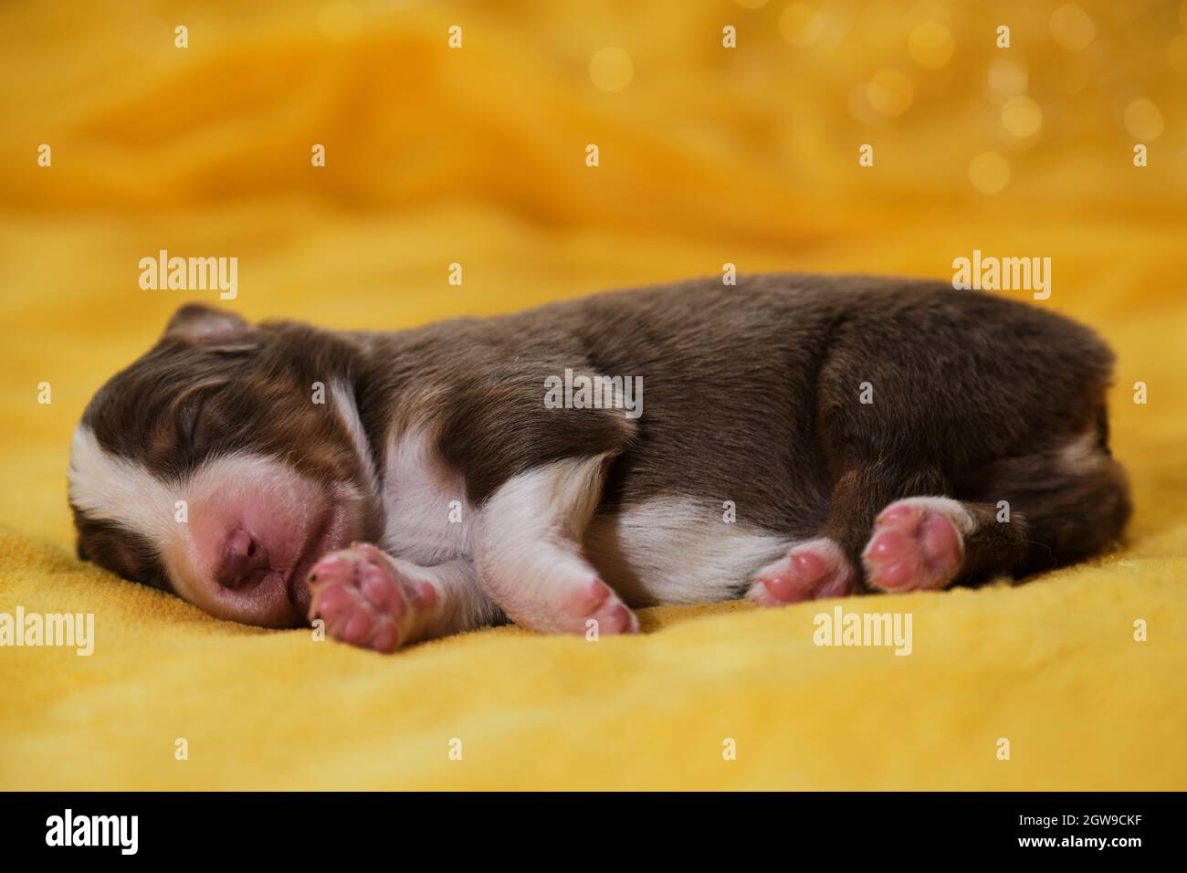 Australian shepherd cheap newborn