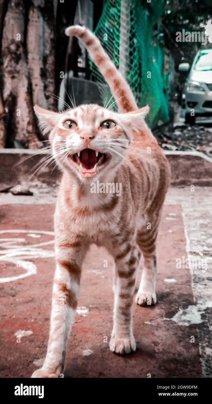 An Angry Cat Stock Photo Alamy