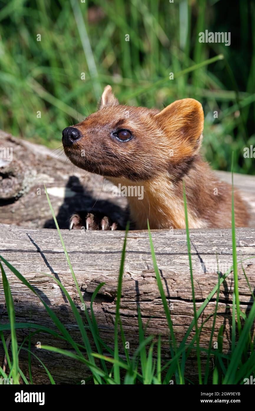 European Pine Marten (Martes martes) hunting in thick grass Stock Photo