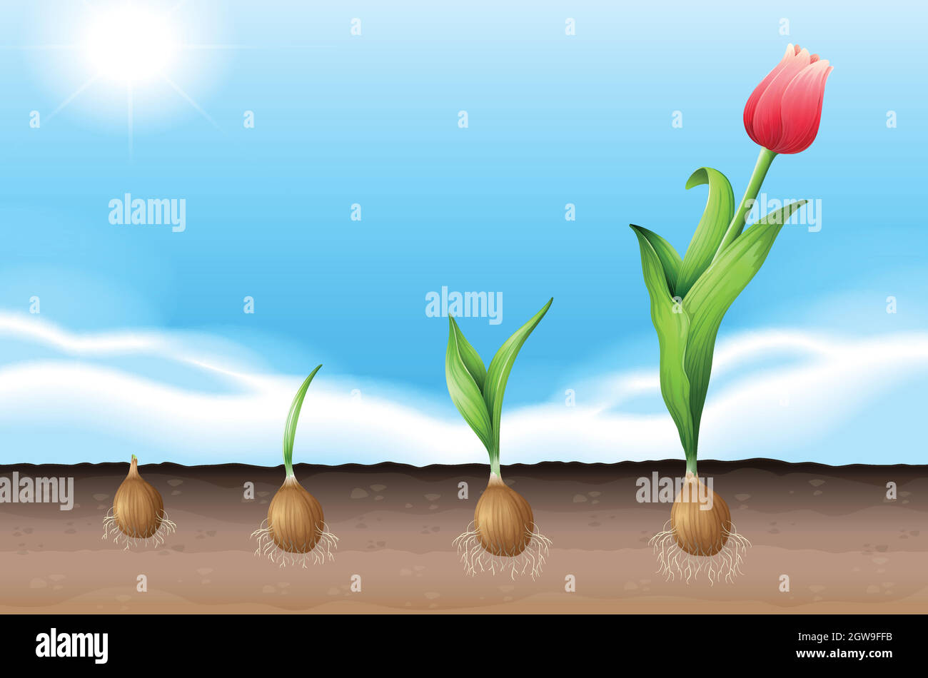 A tulip Stock Vector