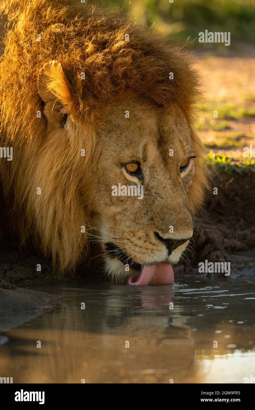 Close-up Of Male Lion Drinking In Shade Stock Photo