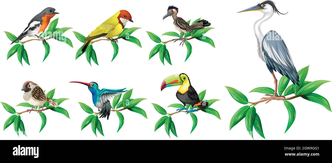 A Set of Wild Bird on White Background Stock Vector Image & Art - Alamy