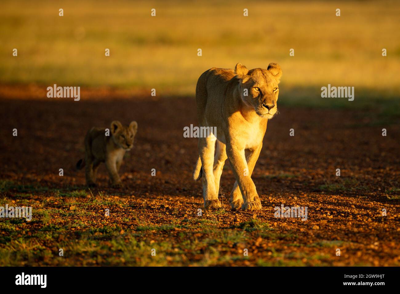 Lioness Walks On Airstrip Followed By Cub Stock Photo