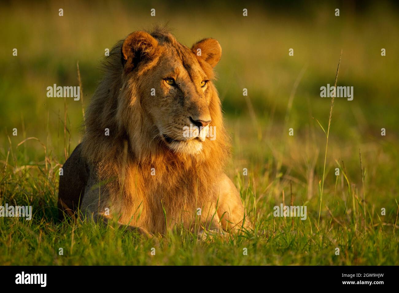 Male Lion Lies In Early Morning Light Stock Photo