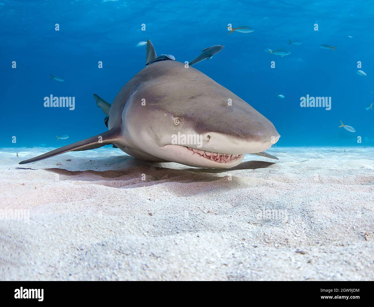 Большая морская акула. Мадагаскарская острозубая акула. Австралийская длиннорылая акула. Хрящевые рыбы акула белая. Negaprion brevirostris.