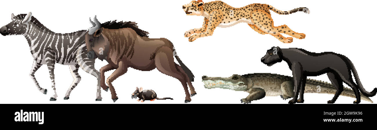 Group of wild african animal on white background Stock Vector Image ...