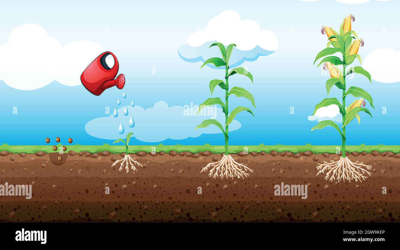 stages of corn plant growth Stock Vector