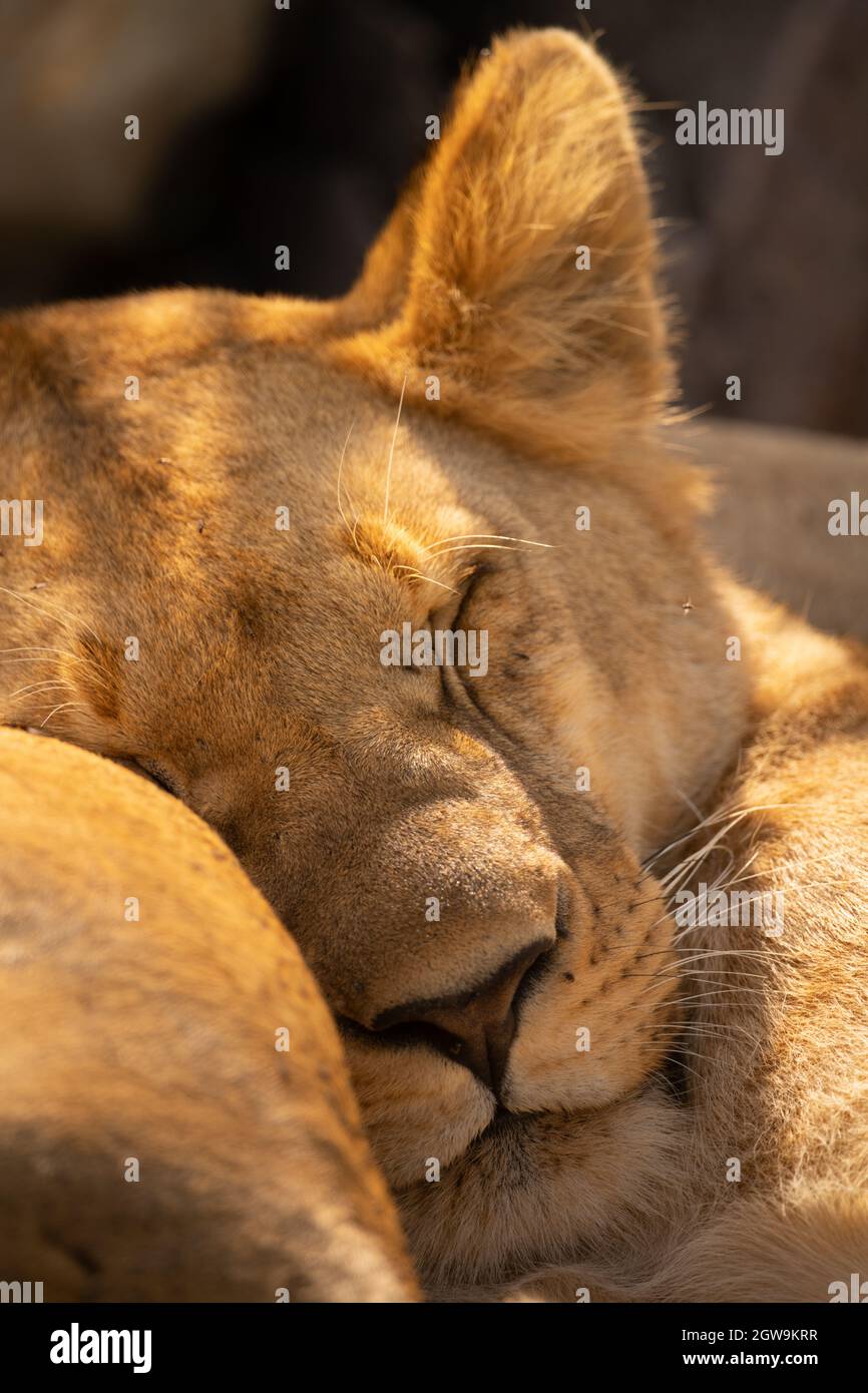 Close-up Of Lioness Lying Asleep By Another Stock Photo