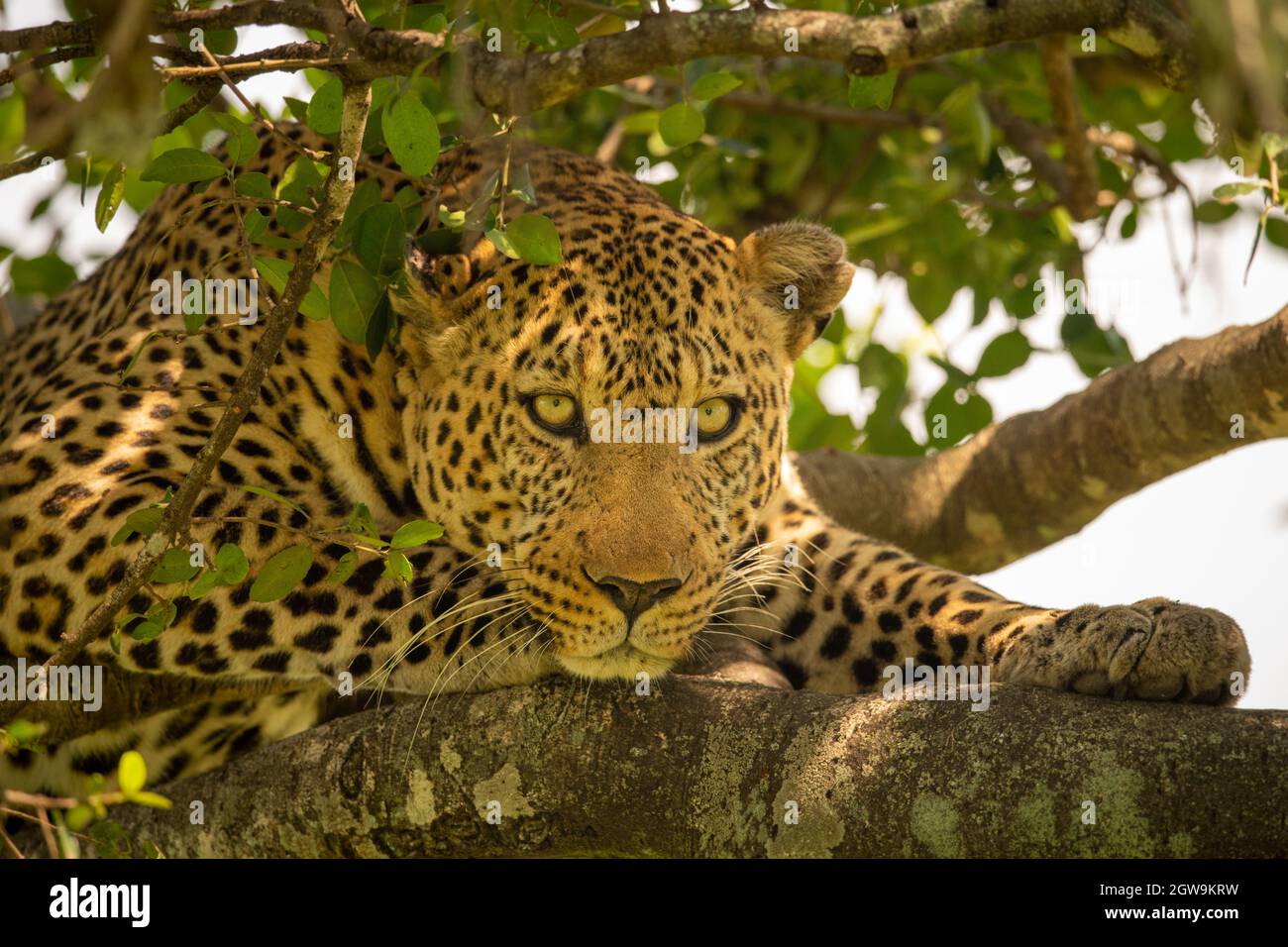 Close-up Of Leopard Lying On Tree Branch Stock Photo