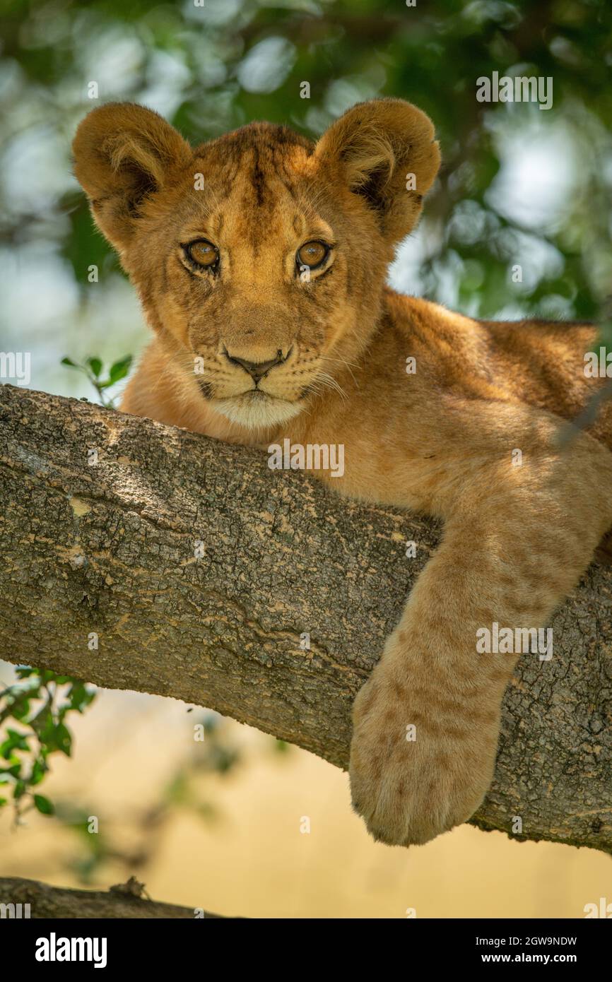 Close-up Of Lion Cub On Branch Relaxing Stock Photo