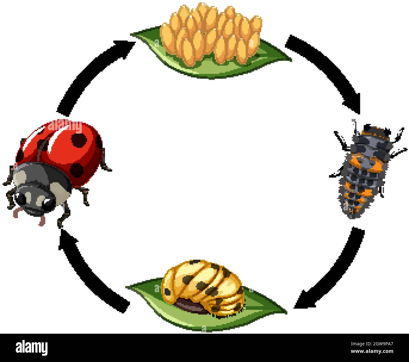 Life cycle of a ladybird