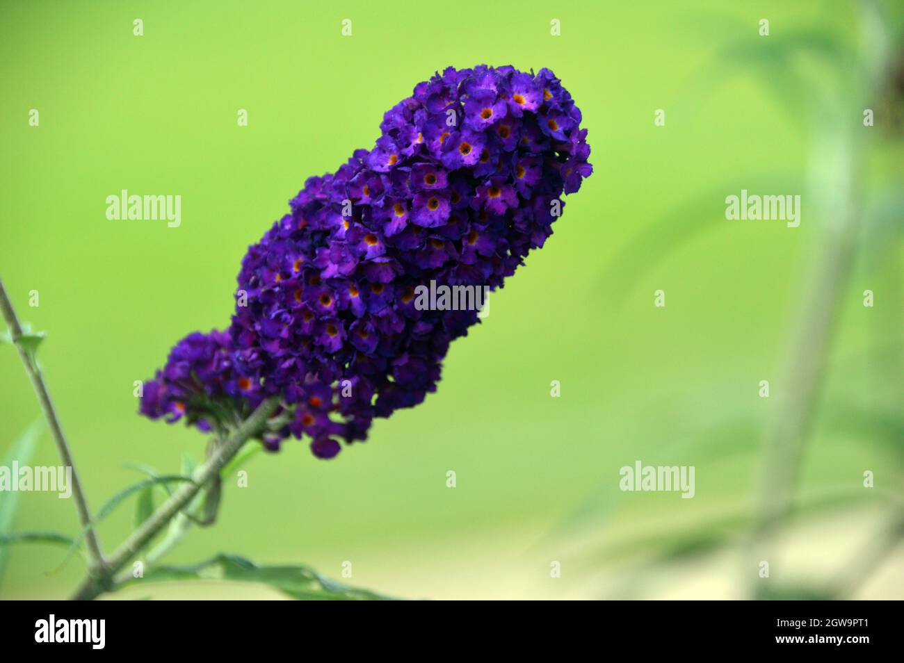 Single Purple Buddleja davidii 'Black Knight' (Butterfly Bush) Flower ...