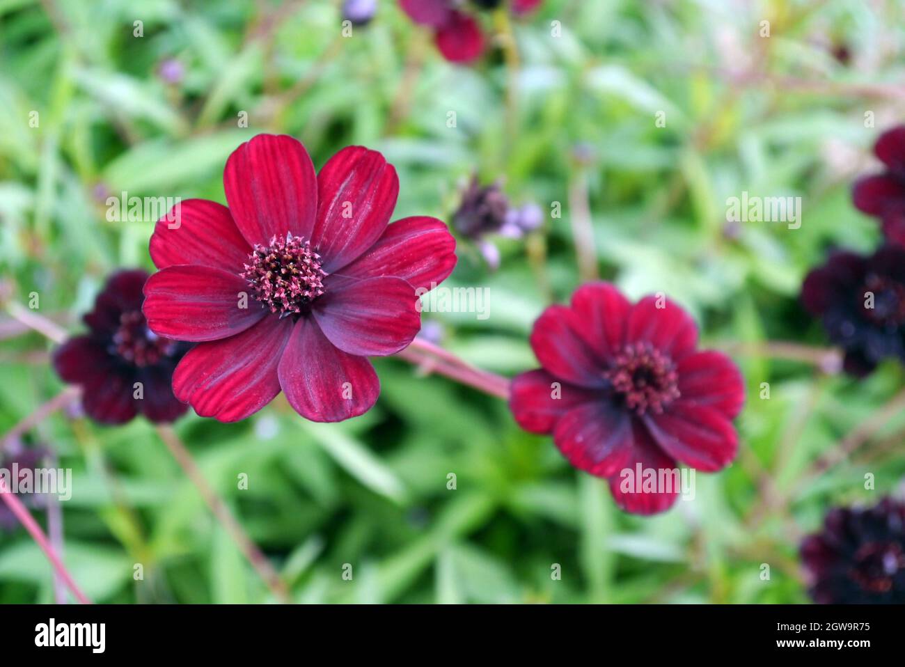 Chocolate cosmos hires stock photography and images Alamy
