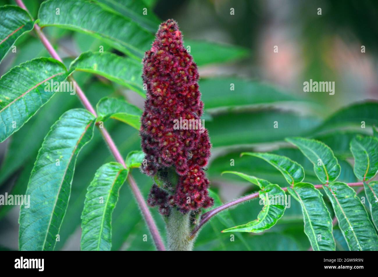Rhus Typhina Seeds (55+ Seeds) (Staghorn Sumac, Sumach) - Plant World Seeds