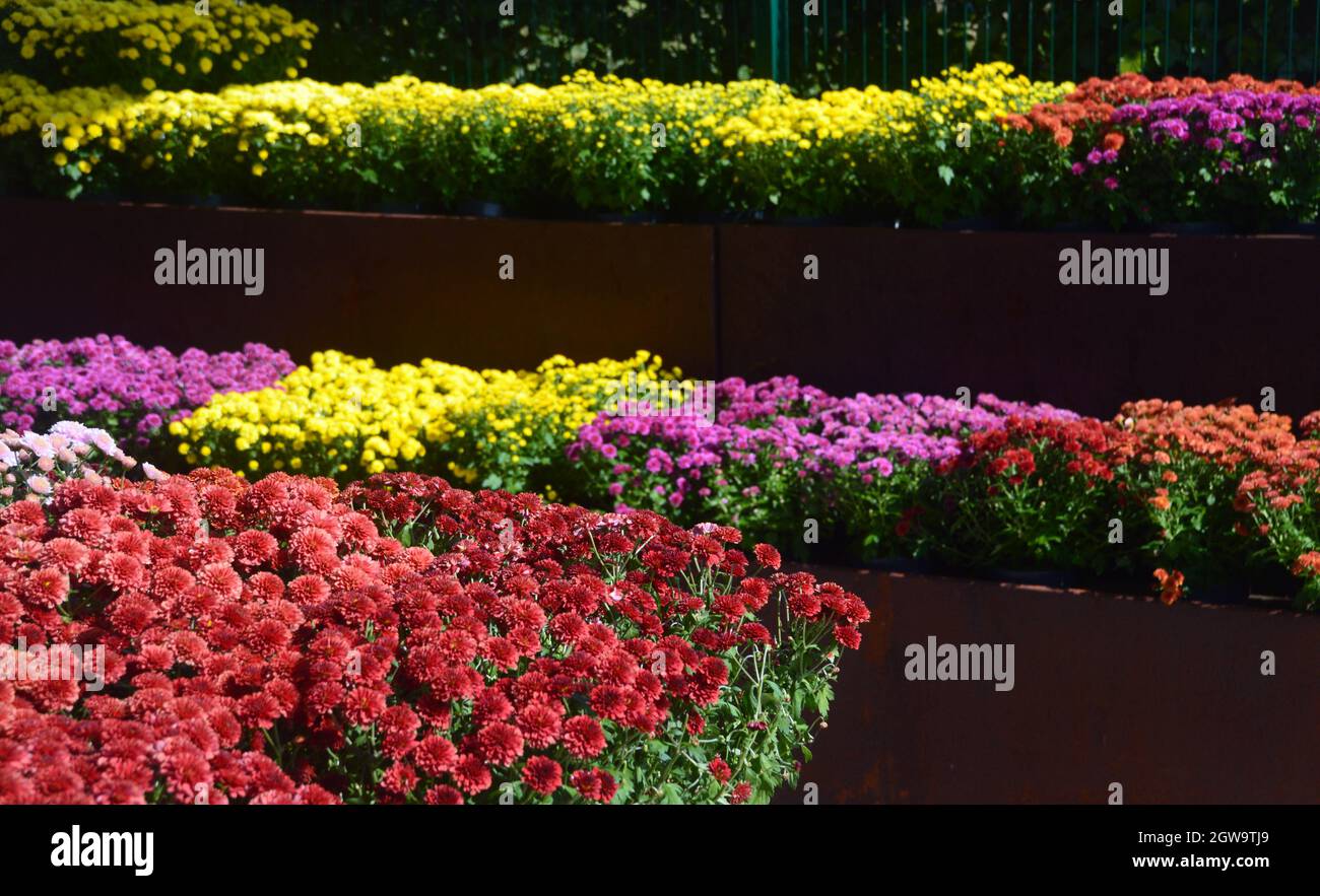 Brightly Coloured Small Mini Chrysanthemums (mums) on Display in Pots in the Garden Centre Shop at RHS Bridgewater, Worsley, Greater Manchester, UK Stock Photo